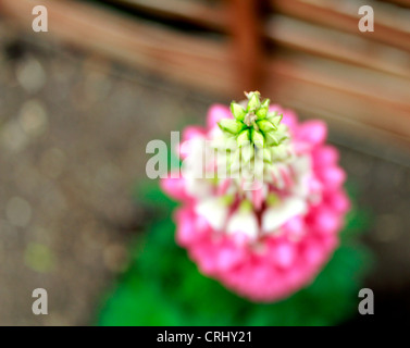 Lupinus, communément connu sous le nom de lupin ou lupins en pleine floraison. Lupin Banque D'Images