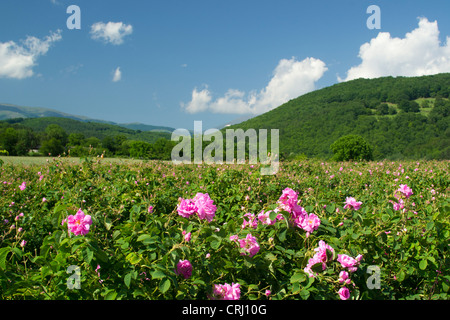Rose traditionnel champ près de Kalofer Bulgarie Banque D'Images