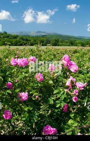 Rose traditionnel champ près de Kalofer Bulgarie Banque D'Images