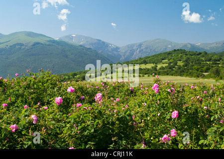 Rose traditionnel champ près de Kalofer Bulgarie Banque D'Images