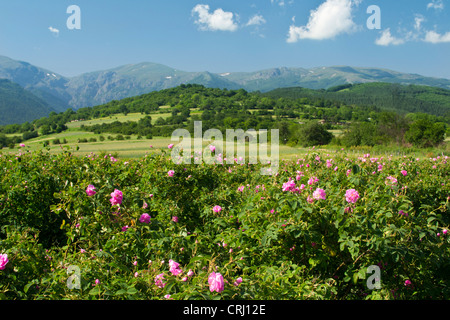 Rose traditionnel champ près de Kalofer Bulgarie Banque D'Images