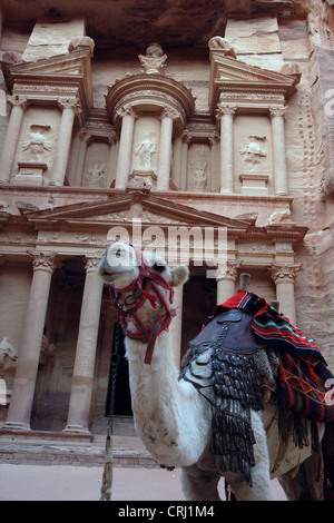 Chameau de Bactriane, chameau (Camelus bactrianus), camel en face de la tombe de roche appelée 'trésor' de l'histoire de roche ville de Petra, Jordanie, Petra Banque D'Images