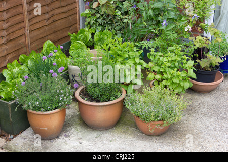 Une sélection d'herbes culinaires en pots sur un patio Banque D'Images