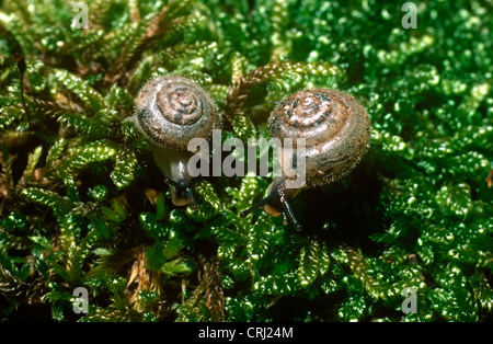 Escargots soyeux (Ashfordia granulata ( = Monacha) : Helicidae) UK Banque D'Images