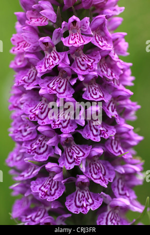 Marais du sud-ouest Dactylorhiza praetermissa Banque D'Images