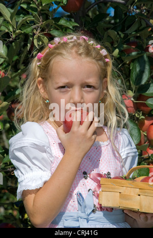 Petite fille tirer les pommes et croquer dans l'un de c Banque D'Images