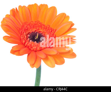 Seul gerbera orange blossom. Le tout sur fond blanc. Banque D'Images