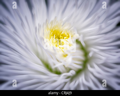 Close up of English Daisy. Oregon Banque D'Images
