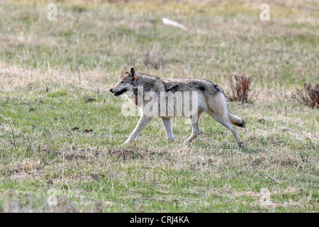 Le loup (Canis lupus) # 776F de la Lamar Canyon pack dans la vallée de Lamar le Parc National de Yellowstone. Banque D'Images