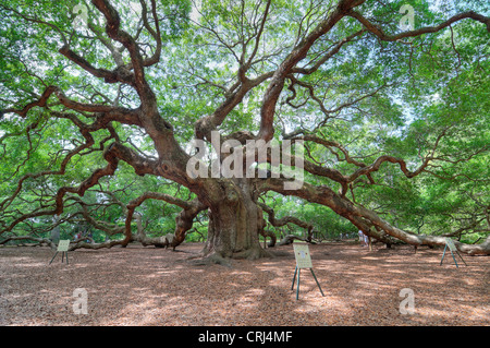 Angel Oak à Charleston SC est un live oak dit être le plus ancien organisme vivant à l'est du Mississippi. Banque D'Images