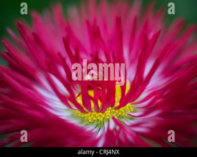 Close up of English Daisy. Oregon Banque D'Images