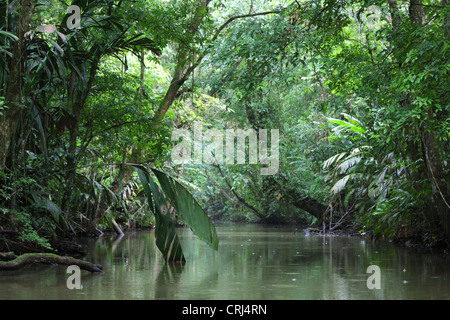 Canal naturel dans les Caraïbes, la forêt tropicale du Parc National de Tortuguero, Costa Rica. Octobre 2011. Banque D'Images