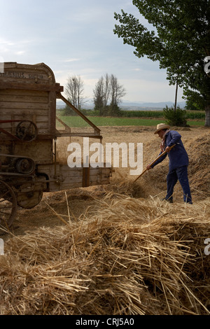 Agriculteur avec une ancienne moissonneuse-batteuse, sur champ de blé Banque D'Images