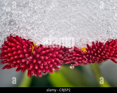 Close up of English daisy avec la neige. Oregon Banque D'Images