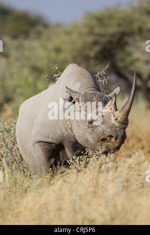 Rhinocéros noir Diceros bicornis), dans le Parc National d'Etosha, Namibie. Banque D'Images