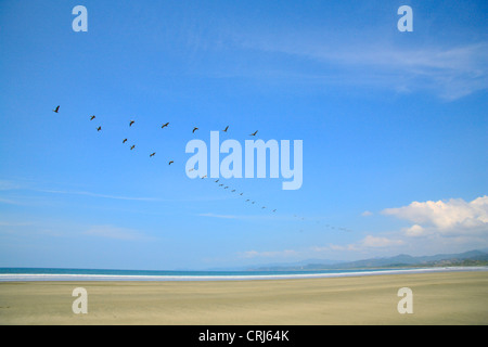 Le Pélican brun (Pelecanus occidentalis) sur la plage de Coyote, Guanacaste, côte Pacifique du Costa Rica. Janvier 2011. Banque D'Images