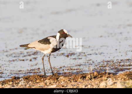 Blacksmith plover (Vanellus armatus) dans le Parc National d'Etosha, Namibie. Banque D'Images