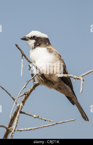 Migratrice blanche Eurocephalus anguitimens () dans le Parc National d'Etosha, Namibie. Banque D'Images