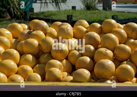 Stand de fruits en bordure de route le long du corridor I-75 dans le Nord de la Floride. Banque D'Images