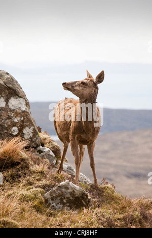 Un Red Deer, Cervus elaphus sur les Cuillin Ridge de l'île de Skye, Écosse, Royaume-Uni, au-dessus de Glen cassante. Banque D'Images