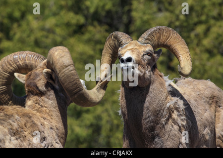 Un grand bighorn (Ovis canadensis) ram postures pour un rival dans la Lamar Valley Parc National de Yellowstone, Wyoming, USA Banque D'Images