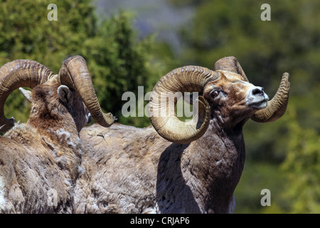 Un grand bighorn (Ovis canadensis) ram postures pour un rival dans la Lamar Valley Parc National de Yellowstone, Wyoming, USA Banque D'Images