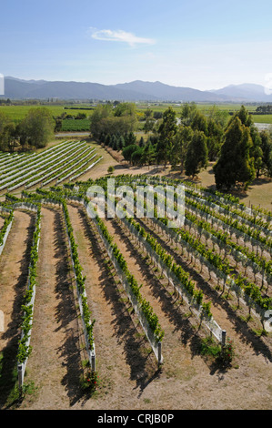 De longues rangées de vignes protégées par une couverture de protection du raisin dans le domaine viticole de Highfield et les vignobles de Marlborough près de Blenheim sur l'île du Sud dans Banque D'Images