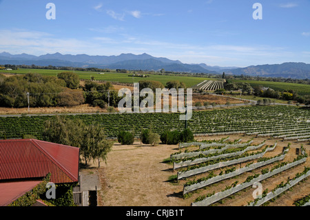 Rangées de vignes à Highfield winery s'étend vers les montagnes dans la région de Marlborough près de Blenheim, Nouvelle-Zélande Banque D'Images