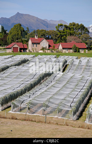 De longues rangées de vignes protégées par une couverture de protection du raisin dans le domaine viticole de Highfield et les vignobles de Marlborough près de Blenheim sur l'île du Sud dans Banque D'Images