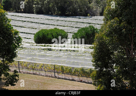 De longues rangées de vignes protégées par une couverture de protection du raisin dans le domaine viticole de Highfield et les vignobles de Marlborough près de Blenheim sur l'île du Sud dans Banque D'Images