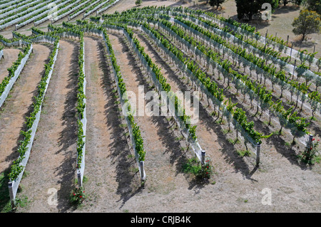 De longues rangées de vignes protégées par une couverture de protection du raisin dans le domaine viticole de Highfield et les vignobles de Marlborough près de Blenheim sur l'île du Sud dans Banque D'Images