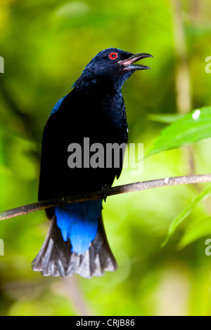 Fée asiatique-bluebird mâle ( Irena puella ) Banque D'Images