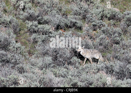 Un coyote (Canis latrans) traverse la sauge pinceau dans la vallée Lamar de Yellowstone National Park, Wyoming, USA Banque D'Images