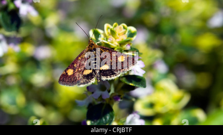 Papillon au jardin hollandais dans la nature sauvage Banque D'Images