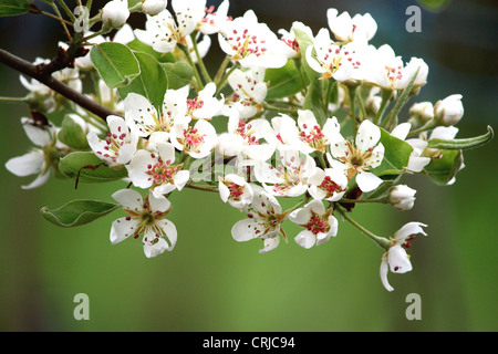 Fleur de poire (Pyrus) Banque D'Images