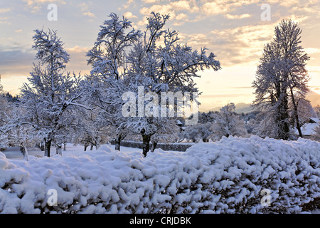 Tôt le matin, paysage d'hiver, Chiemgau Haute-bavière Allemagne Banque D'Images