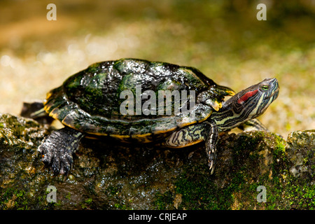 Tortue à oreilles rouges (Trachemys scripta elegans), également connu sous le nom de tortue à oreilles rouges Banque D'Images