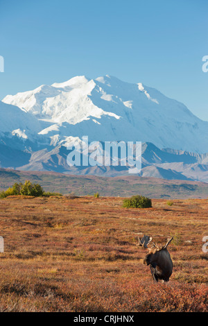 Le Parc National Denali, en Alaska, un orignal mâle se dresse sur un superbe tapis de feuillage d'automne dans la toundra près de Wonder Lake Banque D'Images