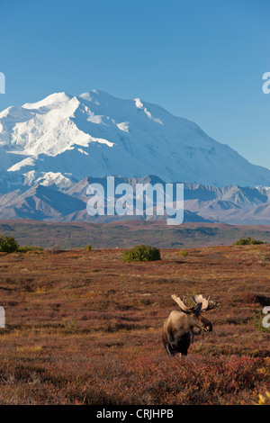 Le Parc National Denali, en Alaska, un orignal mâle se dresse sur un superbe tapis de feuillage d'automne dans la toundra près de Wonder Lake Banque D'Images