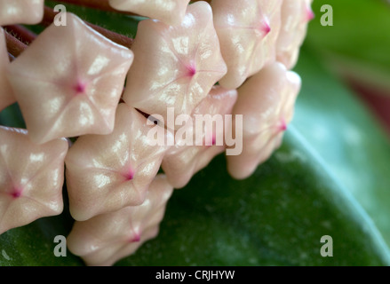 Fleurs de carnosa ou de cirage de Hoya Banque D'Images