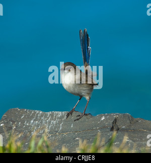 Superbe Conte de Wren, mâle non-reproduction (Malurus cyaneus) Banque D'Images