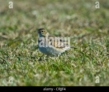 Australasian Sprague (Anthus novaeseelandiae) Banque D'Images