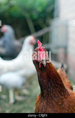 De poulet fermier d'un chez soi dans un jardin anglais Banque D'Images