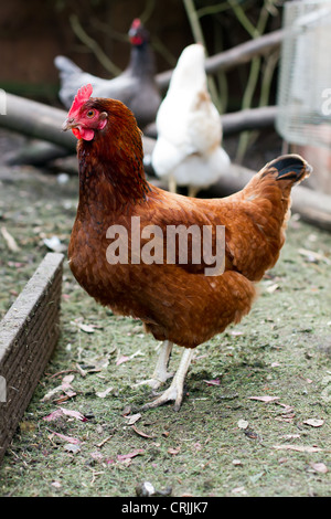 De poulet fermier d'un chez soi dans un jardin anglais Banque D'Images