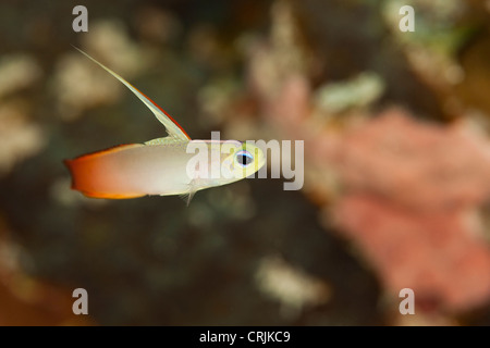 Dartfish incendie (Nemateleotris magnifica) sur un récif de coraux tropicaux de l'île de Palau en Micronésie. Banque D'Images