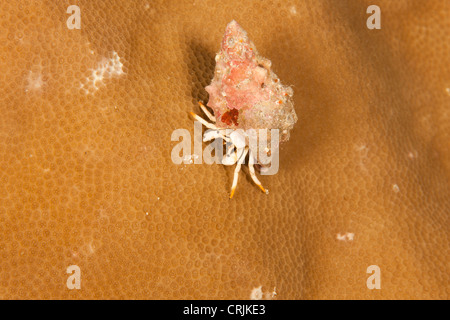 L'Ermite blanc (Calcinus minutus) sur un récif de coraux tropicaux de l'île de Palau en Micronésie. Banque D'Images