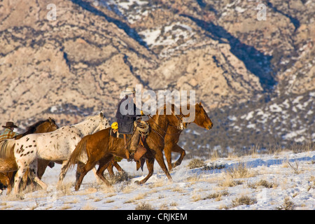 Amérique du Nord ; USA ; Wyoming ; Shell ; Hearding Cowboy chevaux qui courent dans la neige ; (MR) Banque D'Images