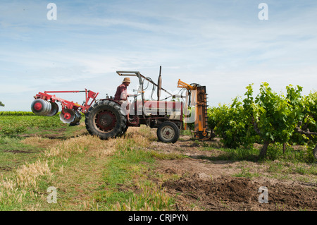 Commode de vin au travail avec son tracteur dans un vignoble, pousses de coupe, France, Languedoc-Roussillon, Camargue Banque D'Images