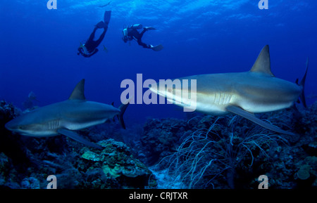 Requin de récif des Caraïbes (Carcharhinus perezi), deux animaux nager avec deux plongeurs dans l'arrière-plan, le Belize, la mer des Caraïbes Banque D'Images