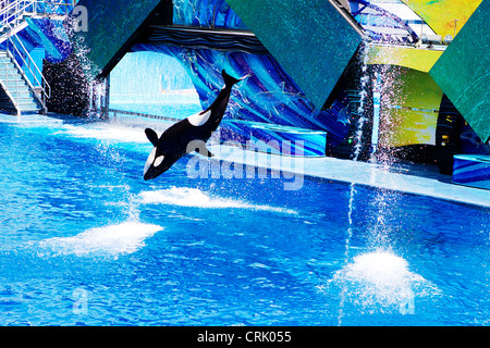 Sea World Orlando - Shamu et les orques effectuer leur spectacle Banque D'Images